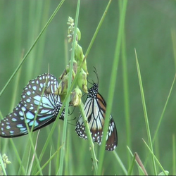 Biodiversity Under Threat