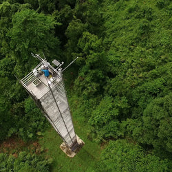 Carbon and Water Cycles in the Tropical Rainforest