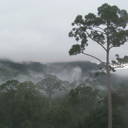 Carbon and Water Cycles in the Tropical Rainforest