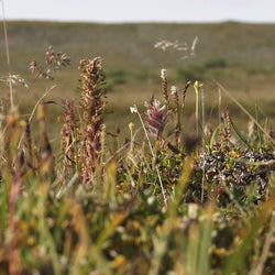 Carbon and Water Cycles in the Tundra